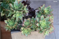 fae2b1e2-IMG_7681 aeonium.jpg